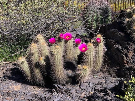 Apr 9 - First Hedgehog blooms in my neighborhood. Such an intense color - Beautiful.
